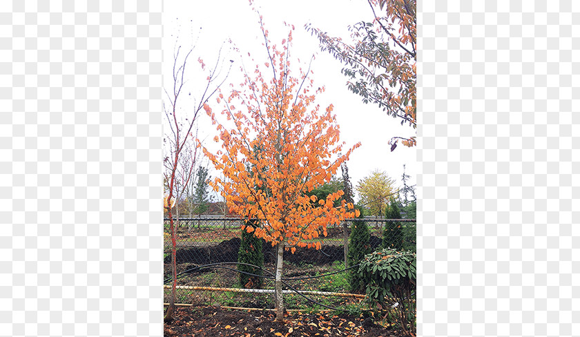 Deciduous Specimens Sugar Maple Tree Shrub Autumn Leaf Color PNG