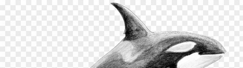 Nose Marine Mammal Killer Whale White Beak PNG