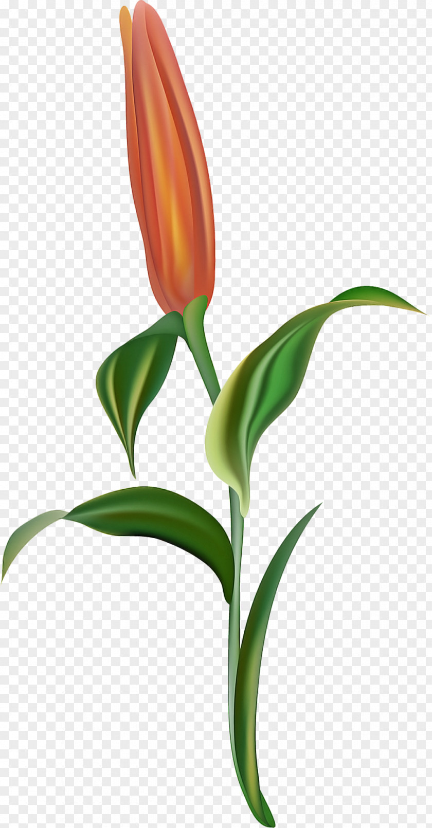Pedicel Terrestrial Plant Flower Leaf Stem Tulip PNG