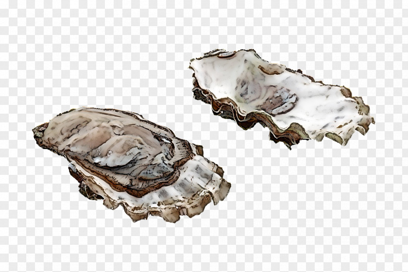 Shellfish Beige Oyster Rock Bivalve Seafood PNG
