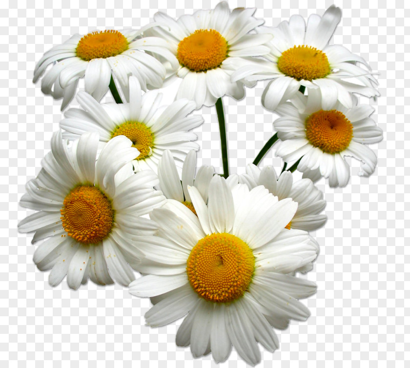 Chamomile Roman German Essential Oil PNG