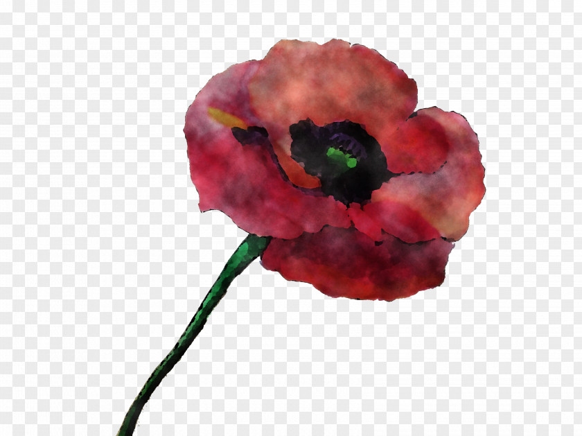 Corn Poppy Coquelicot Flower Red Petal Plant PNG