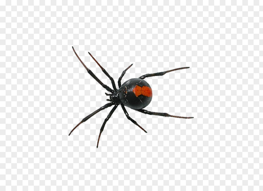 Crawling Insect Spider Southern Black Widow Clip Art PNG