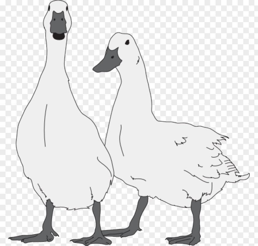 Duck Snow Goose Cygnini Bird PNG