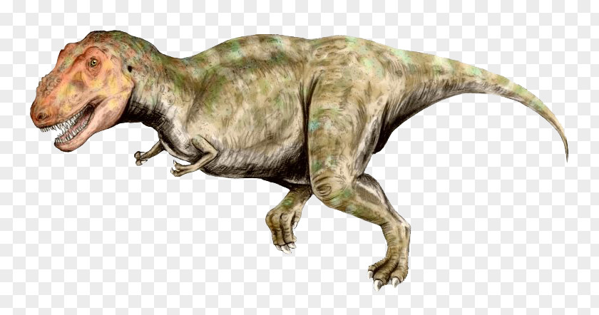 Green Dinosaur Tyrannosaurus Late Cretaceous Tyrannosauridae Ankylosaurus Spinosaurus PNG