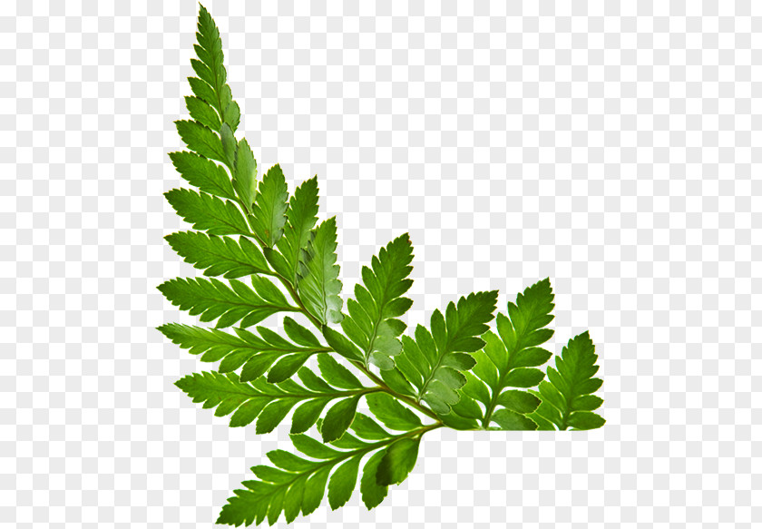 Pandan Leaf Stock Photography Royalty-free PNG