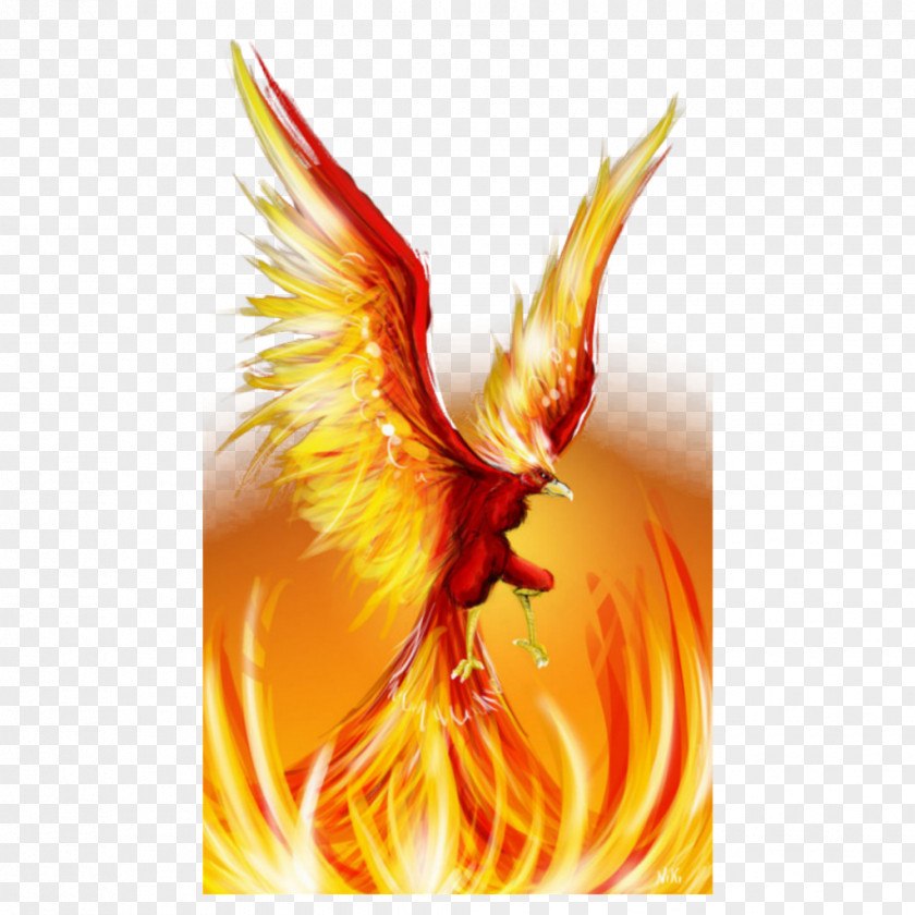 Phoenix Firebird Art Drawing PNG