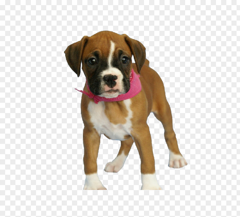 Puppy Boxer Valley Bulldog Siberian Husky PNG