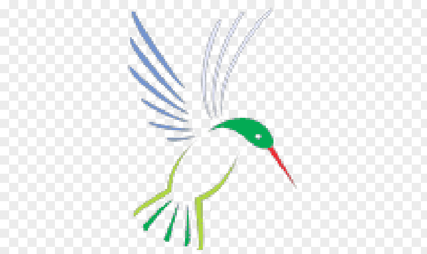 Bird Beak Feather Line Art Clip PNG