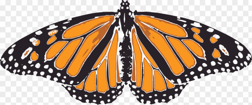 Butterfly Monarch Orange Pieridae PNG