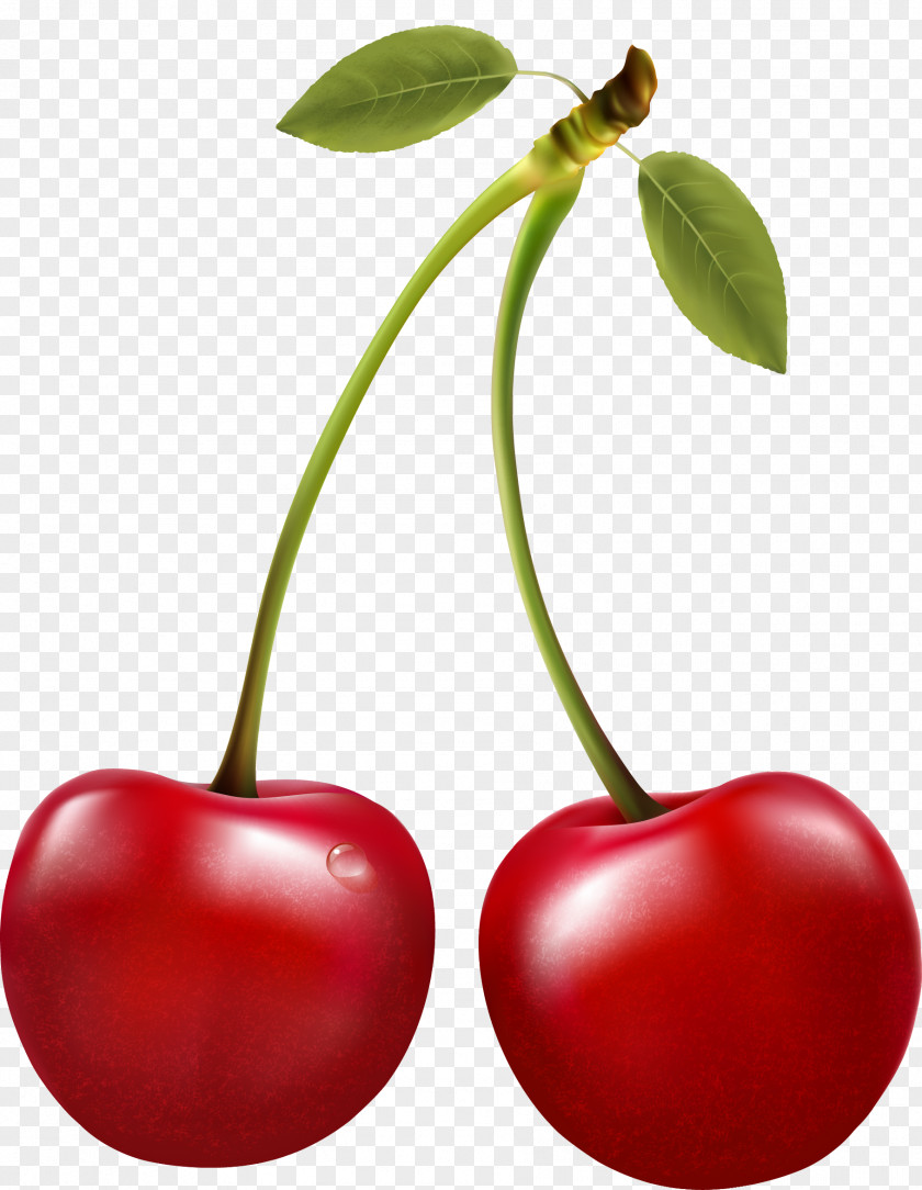 Cherry Sour Berry Clip Art PNG