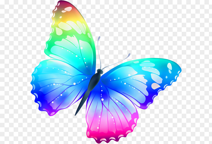 Colorful Butterfly Image Clip Art PNG