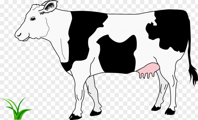 Cow Clipart Beef Cattle Highland White Park Calf Clip Art PNG