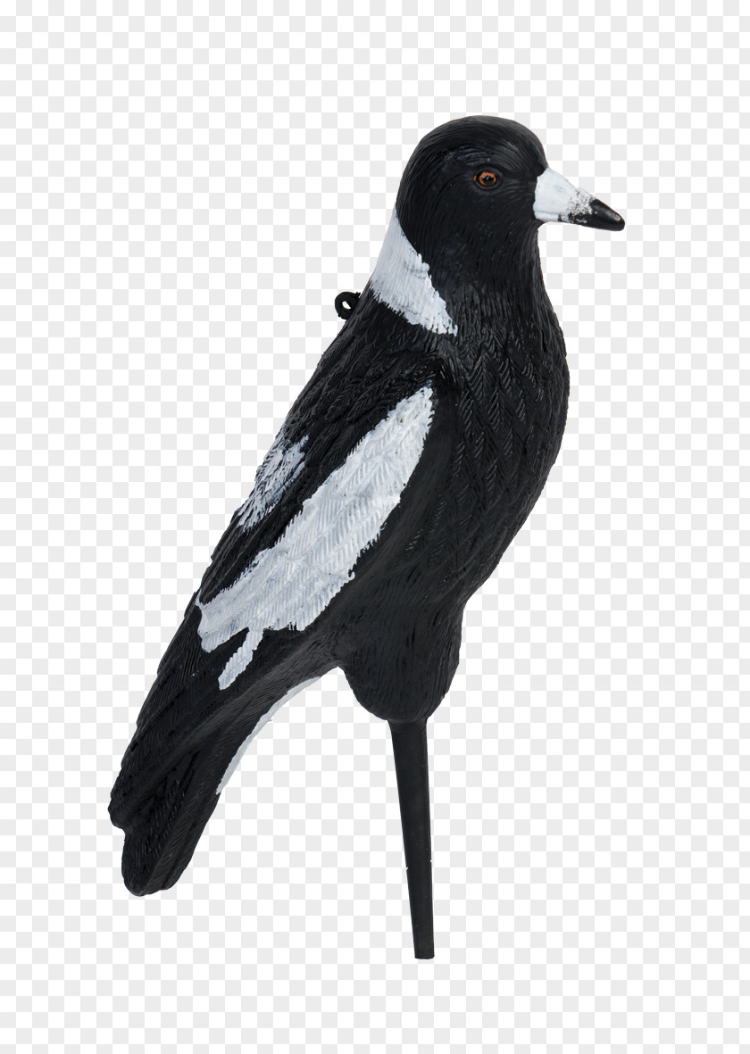Feather Eurasian Magpie Beak PNG
