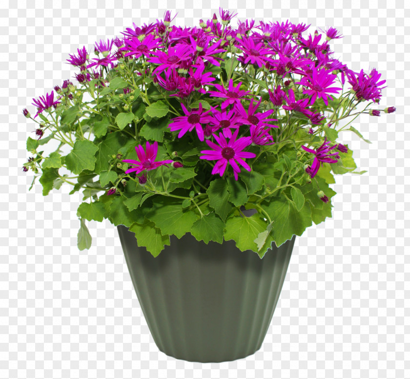 Flower Pot Maharashtra Public Service Commission Flowerpot MPEG-4 Part 14 PNG
