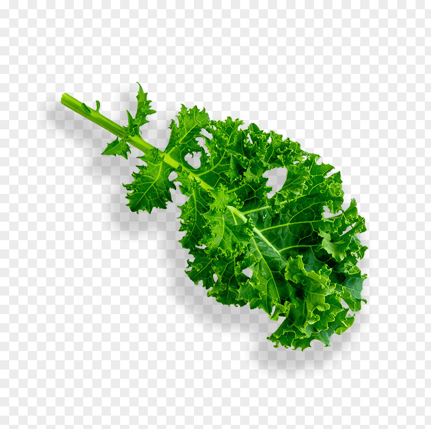 Kale Parsley Lettuce Leaf Vegetable Hydroponics Grow Light PNG