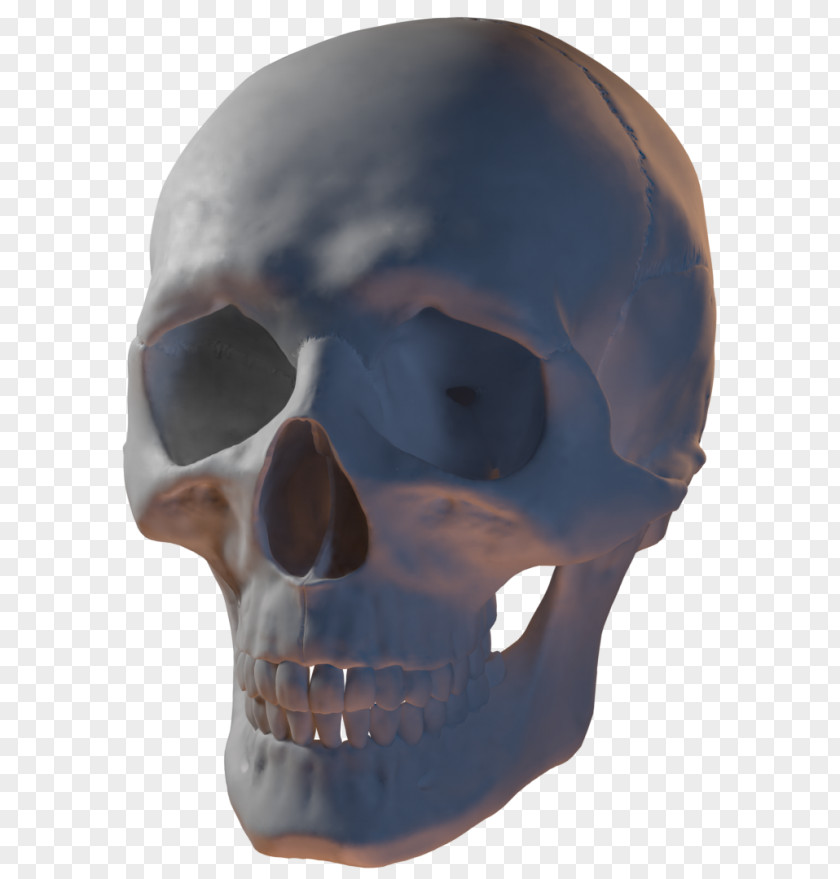 Skull Open Mouth 3D Modeling Computer Graphics DeviantArt PNG
