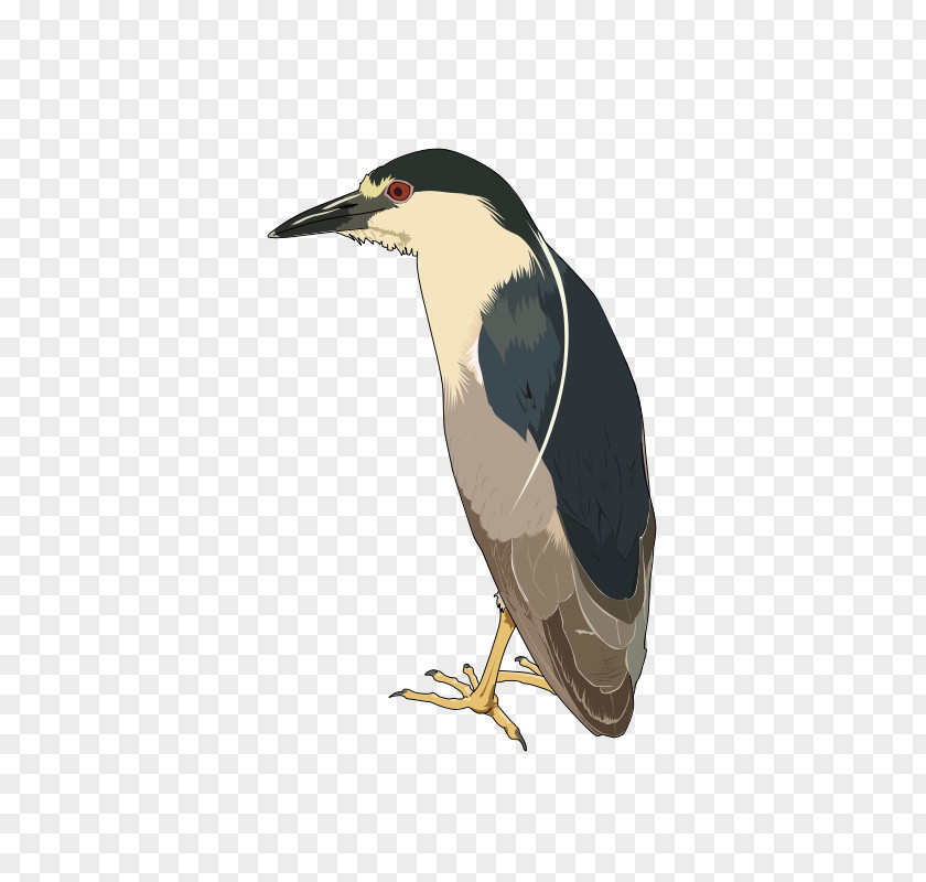 Black-crowned Night Heron Clip Art PNG