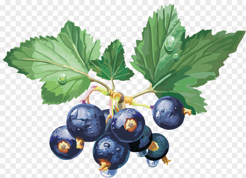 Blueberries Berry Redcurrant Blackcurrant Clip Art PNG