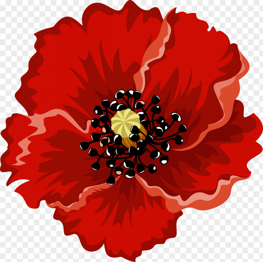 Poppy Damask Rose Flower Beautiful Picture Android PNG