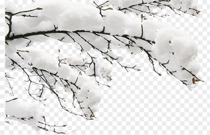 Snow Branches Winter Fundal PNG