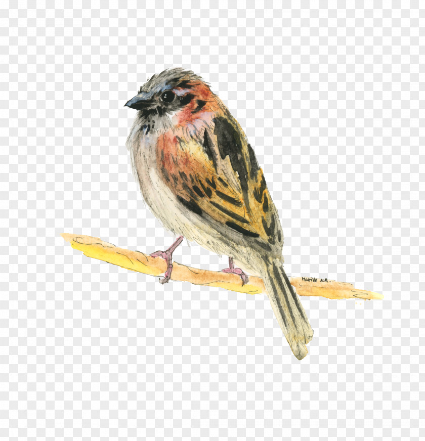 Sparrow House Bird Ortolan Bunting Lark PNG