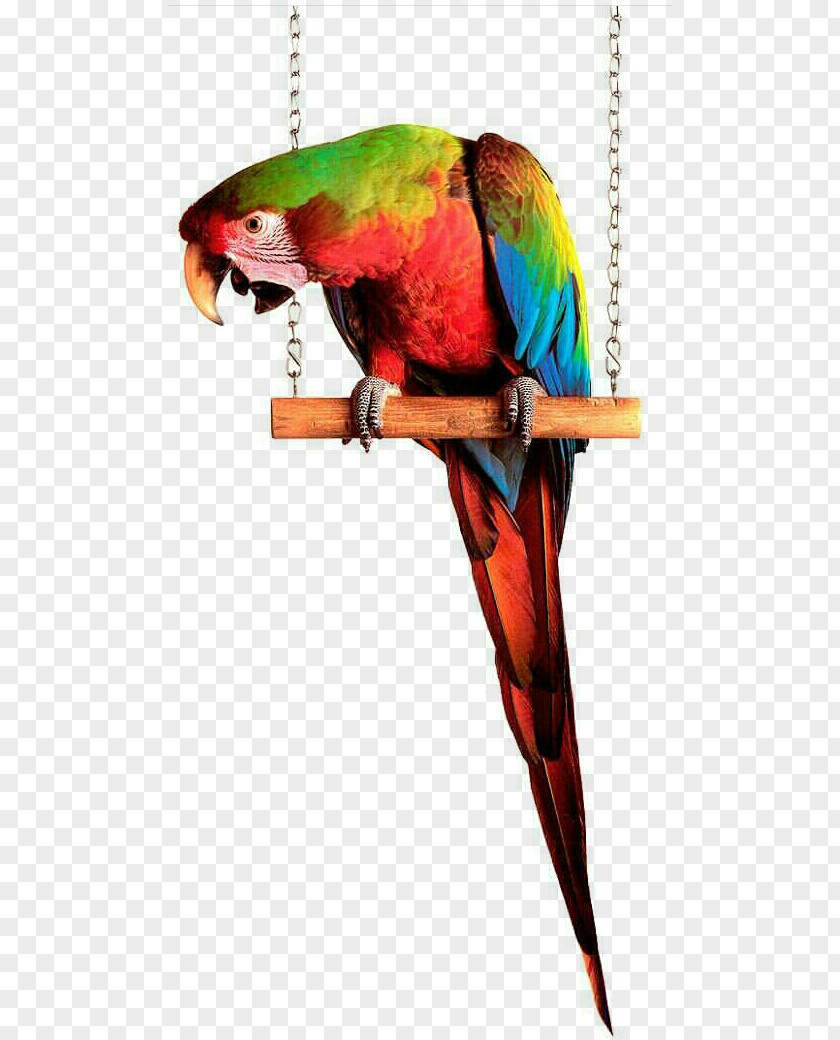 Bird Macaw Parakeet Loriini Feather PNG
