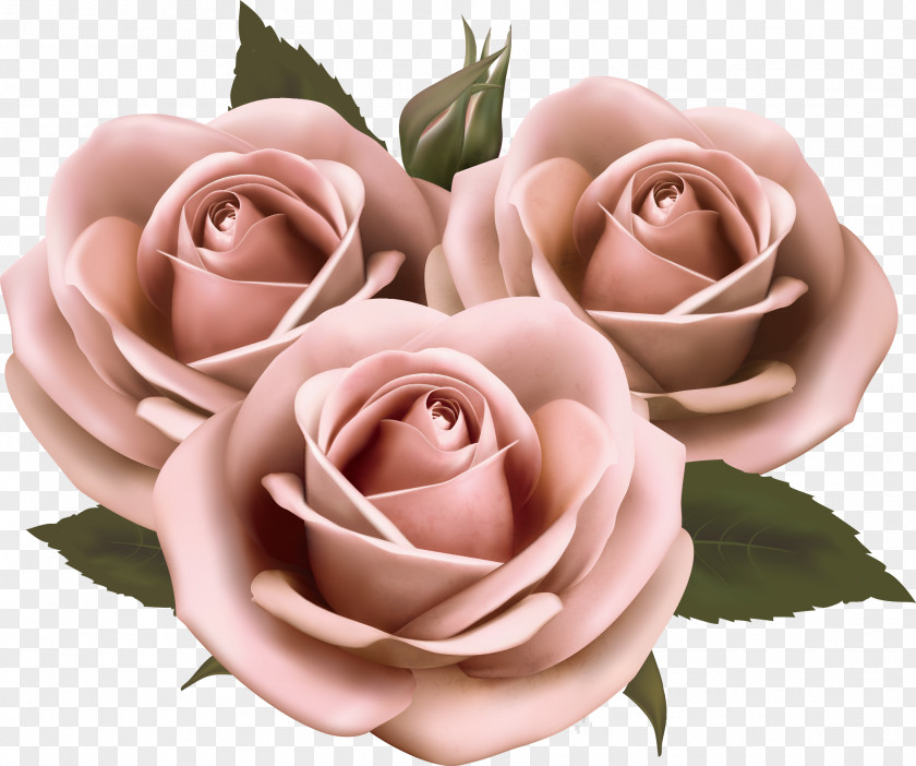 Blooming Flowers Flower Rose Pink Clip Art PNG