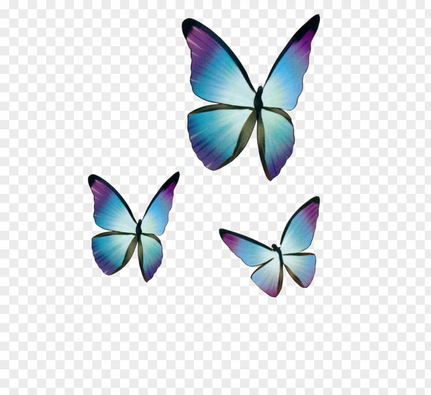 Fantasy Blue Butterfly Drawing PNG