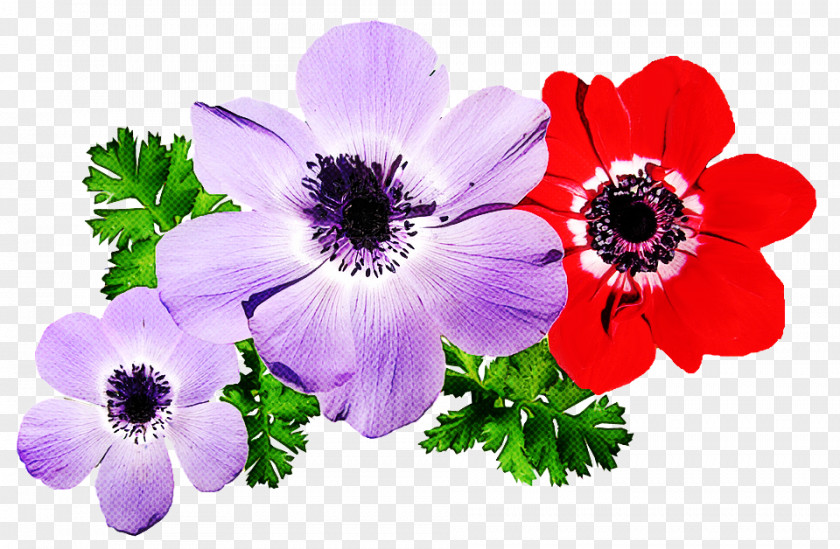 Geranium Wildflower Violet Flower PNG