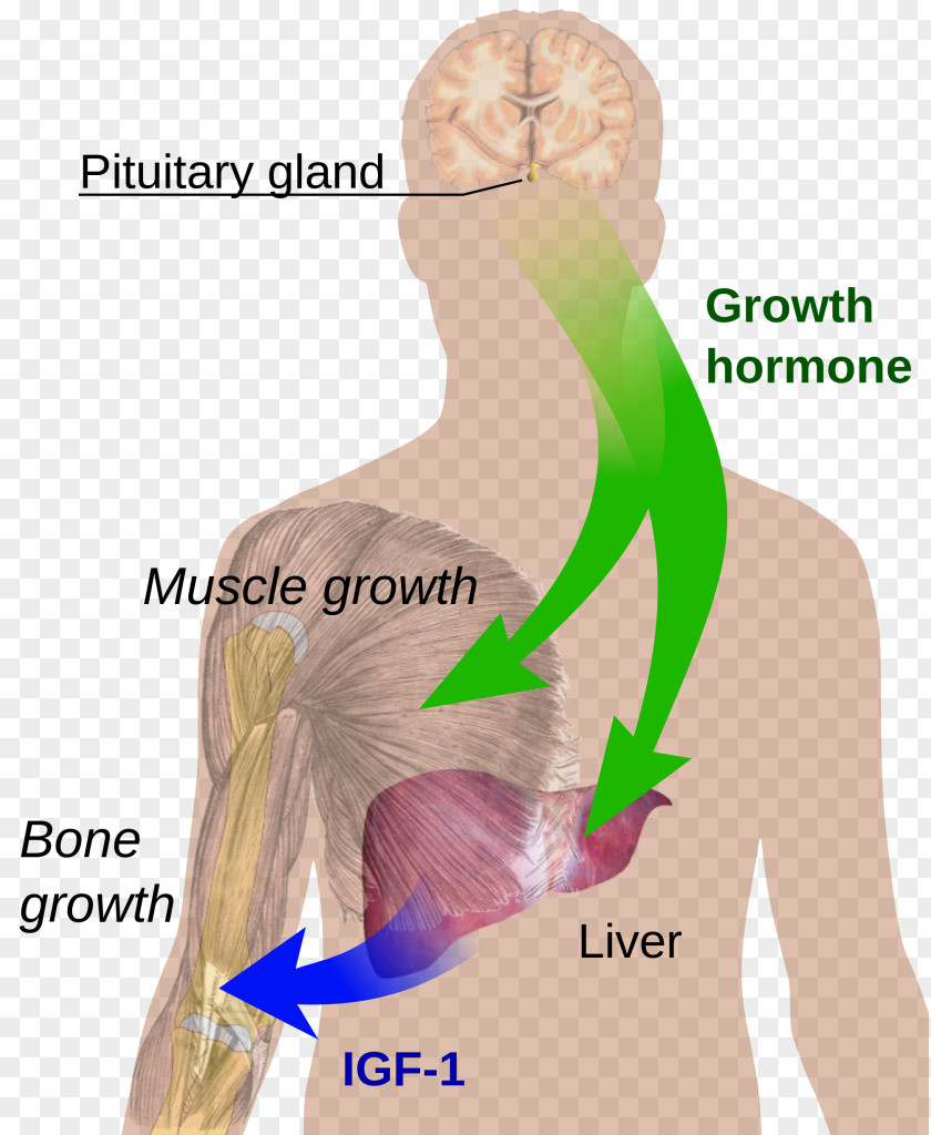 Hormone Secretion Human Growth Deficiency Development Peptide PNG