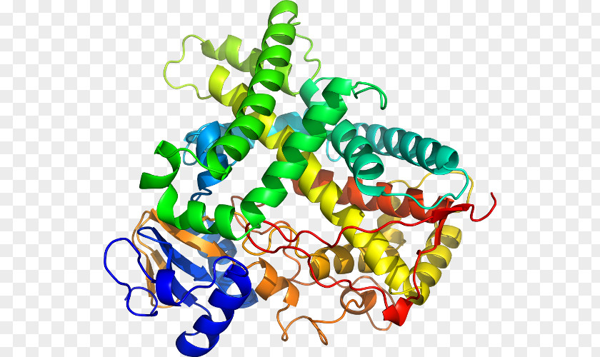 Cytochrome P450 Family 1 Member A1 CYP1A2 CYP2C19 Enzyme PNG
