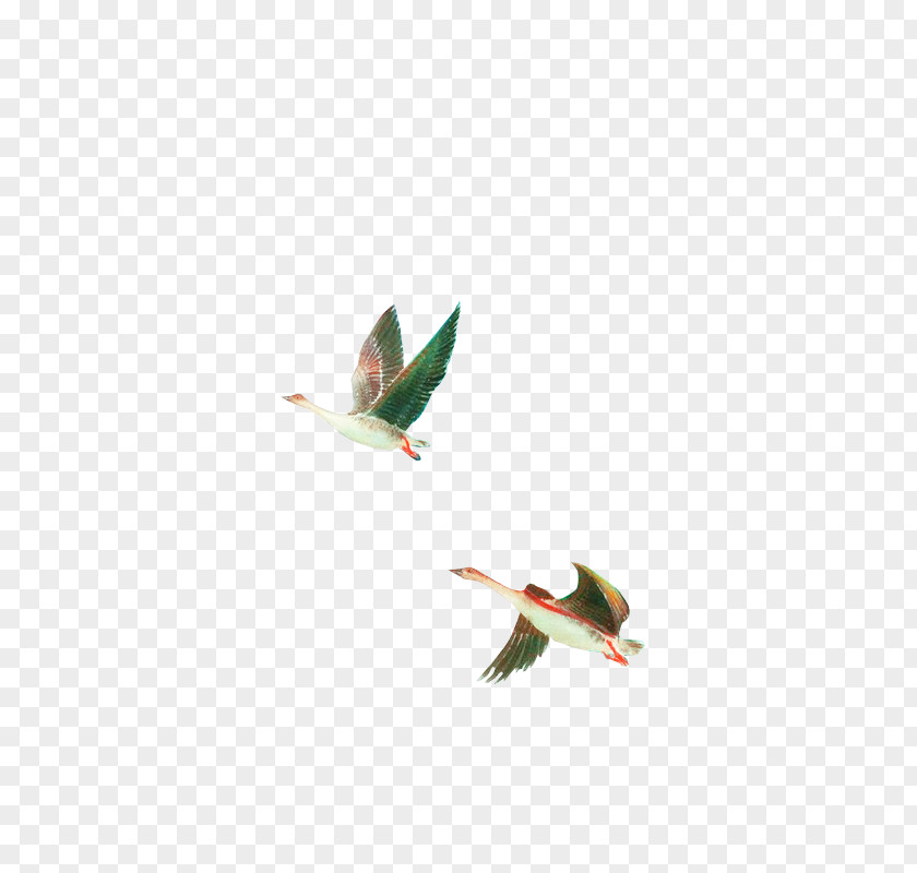 Flying Swan Bird Cygnini PNG