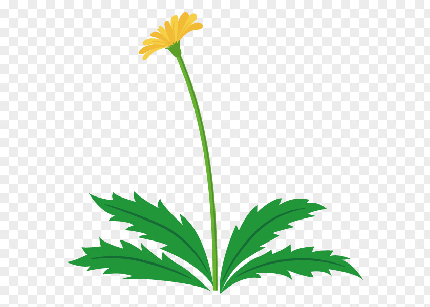 Illustration Flower Clip Art Dandelion Plants PNG