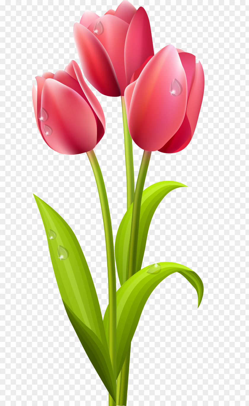 Long Flower Tulip Clip Art PNG