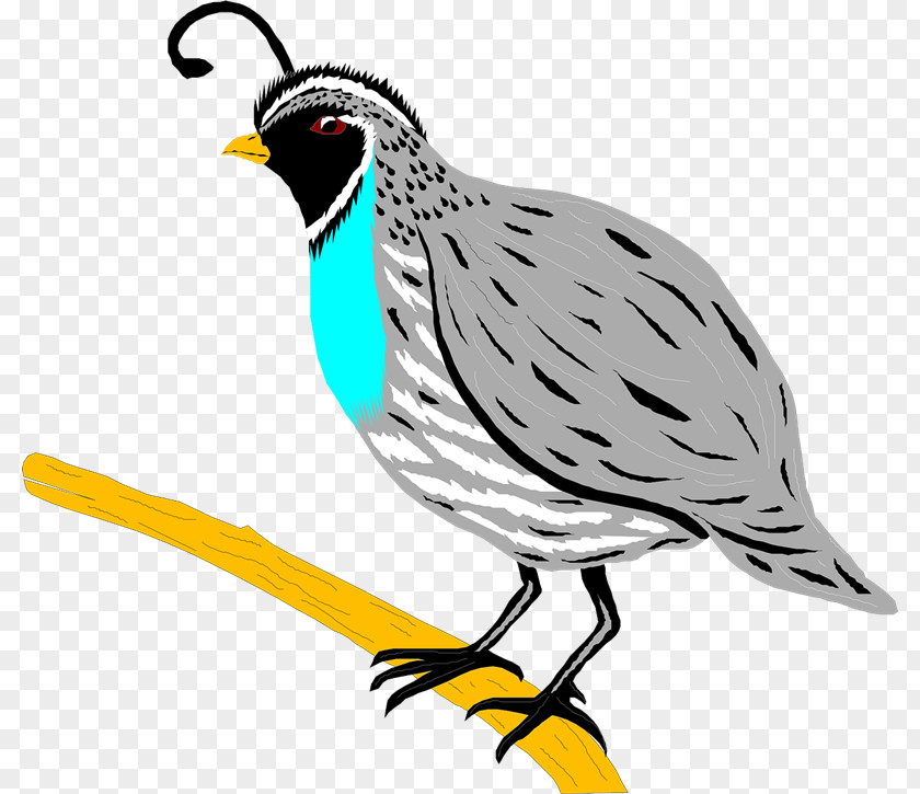 Quail Bird Partridge Clip Art PNG