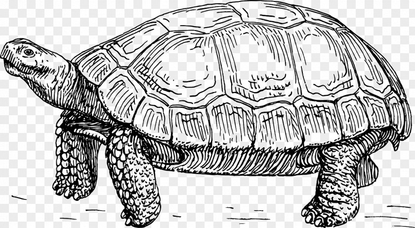 Sea Turtle Drawing Lineart Reptile Illustration Tortoise Clip Art PNG