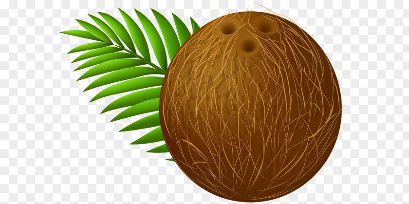 Cocunt Coconut Milk Clip Art PNG