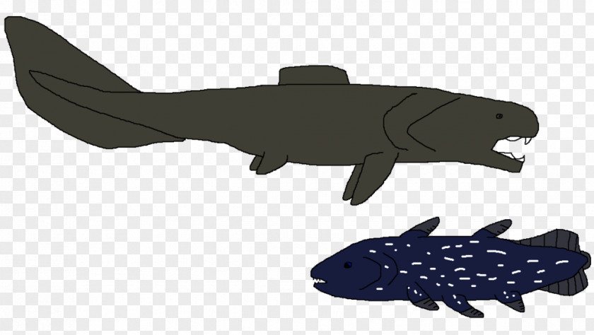 Deep Sea Squaliformes Fish Chondrichthyes Marine Mammal Animal PNG