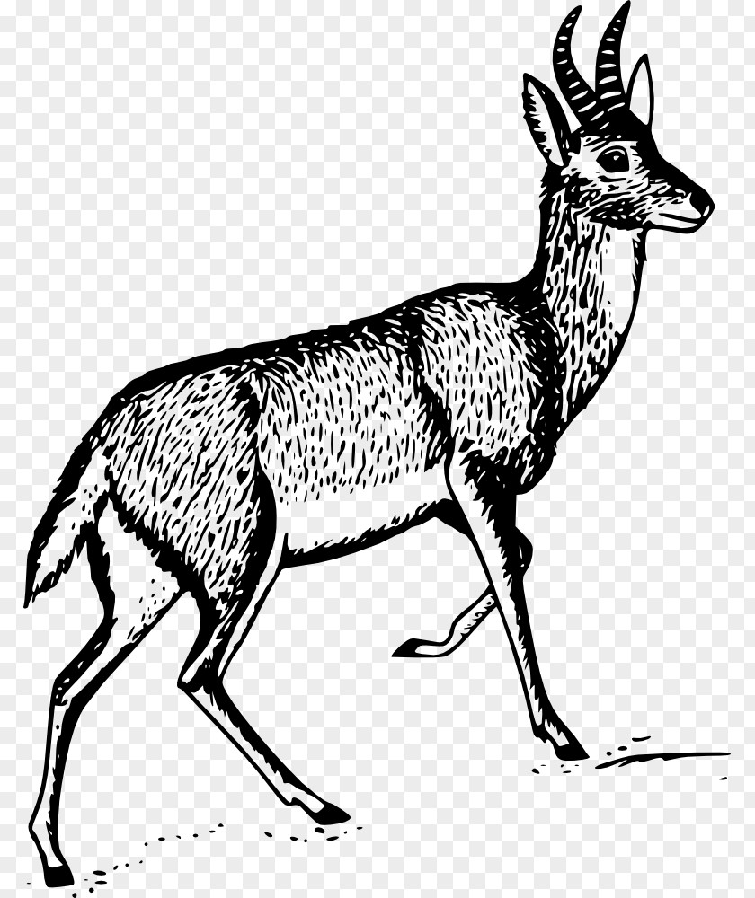 Deer Gazelle Bohor Reedbuck Clip Art PNG