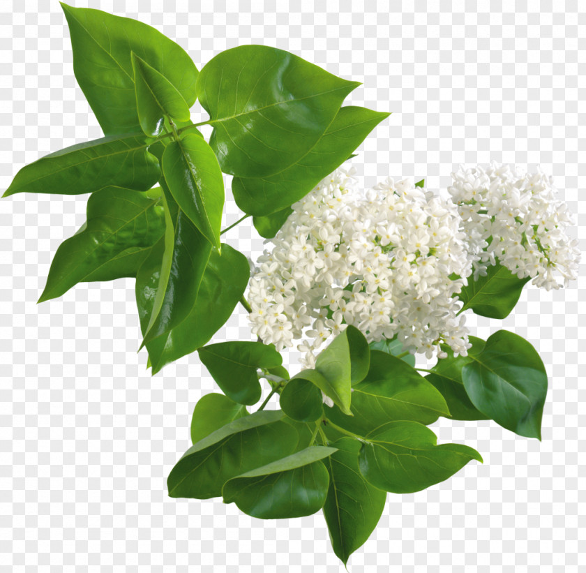 Lilac Flower PNG