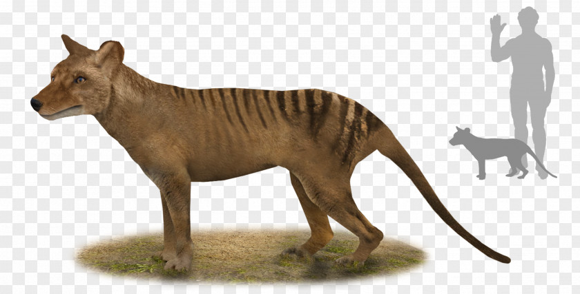 Marsupial Tiger Thylacine Tasmania Thylacinus Potens Australia PNG