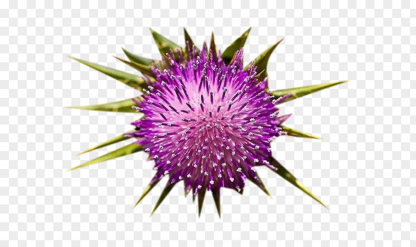 Milk Thistle In Full Bloom Picture Material Cardoon Silibinin PNG