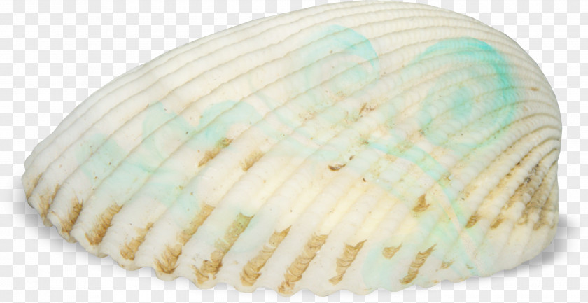 Shell Cockle Seashell Seafood PNG