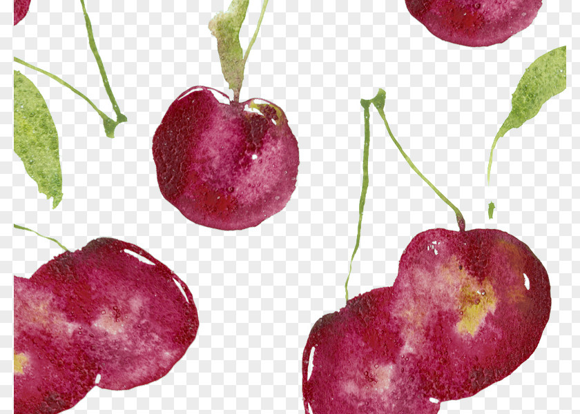Cherry Illustration Watercolor Painting PNG