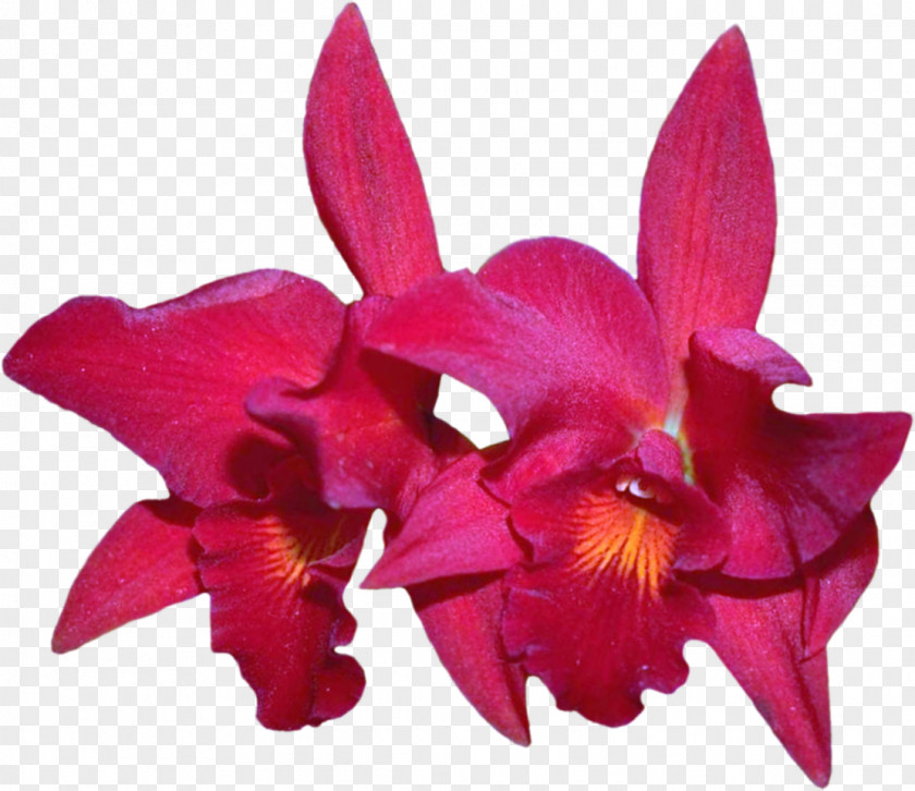 Purple Flower Cattleya Labiata Cut Flowers Laelia Orchids PNG