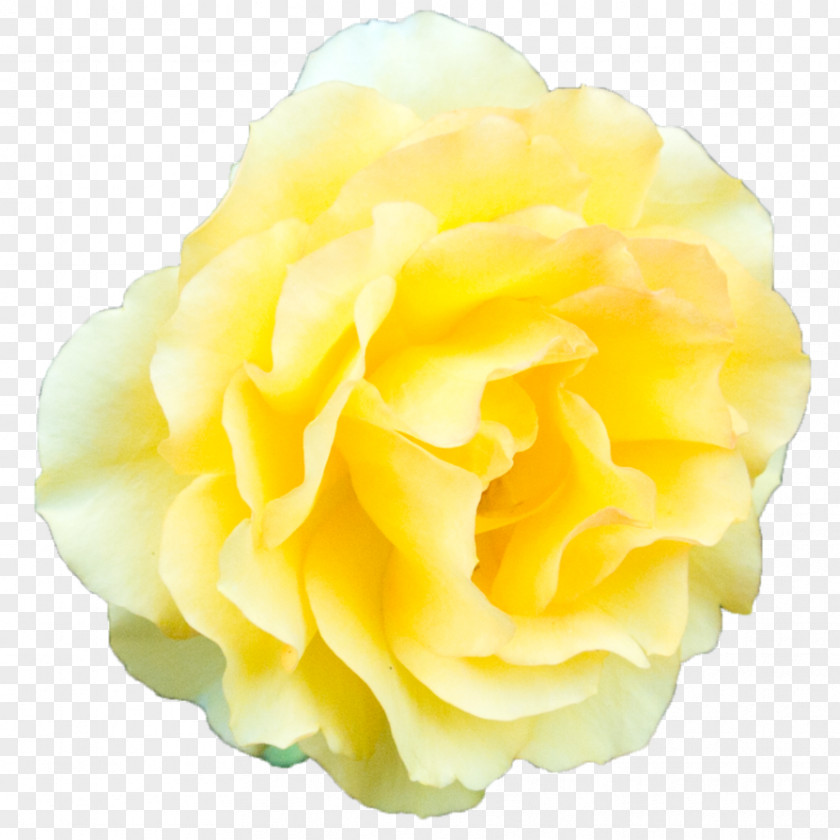 Yellow Rose Transparent Background Beach Garden Roses PNG