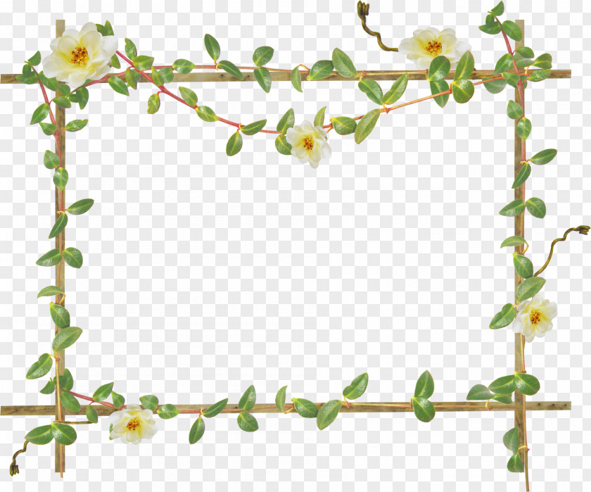 Bamboo Picture Frames Photography PNG