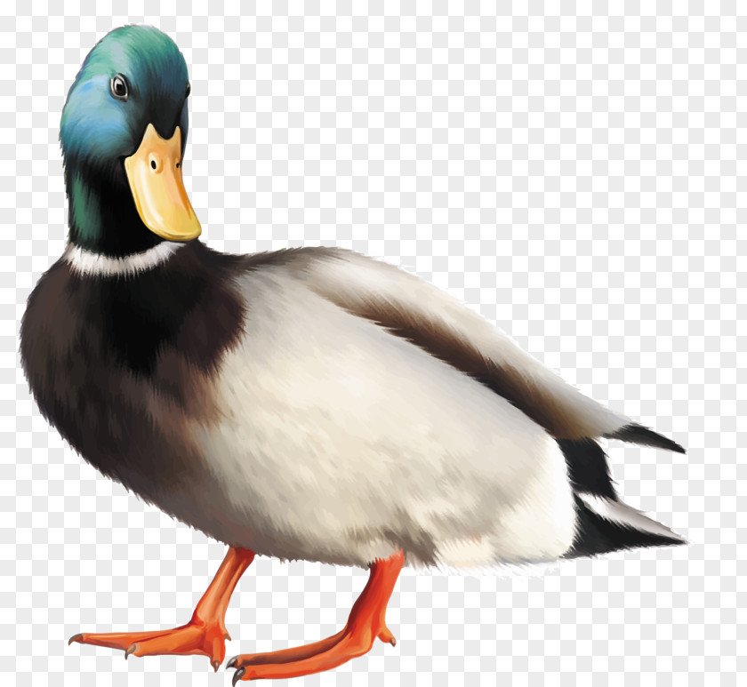 Duck Mallard Bird Stock Photography Clip Art PNG