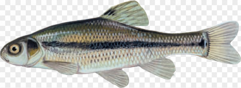 Fishing Bait Fathead Minnow Bluntnose Freshwater Fish PNG